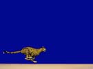 Dieter_Asmus_94_Laufender_Gepard