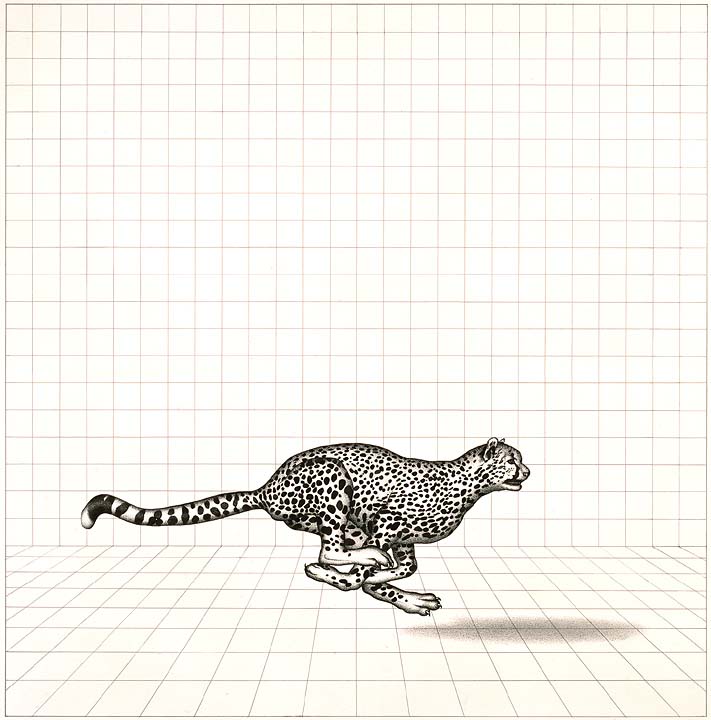 Dieter_Asmus_80_Laufender_Gepard